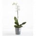 Circular & Co Eco Recycled Orchid Pot Morinda 